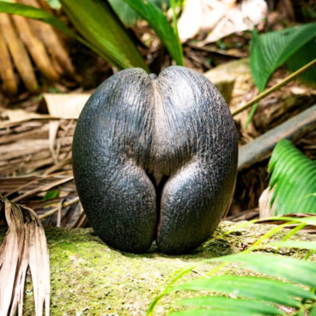 Lubricante Coco de Mar Afrodisiaco BEDGAME 200ml - Imagen 2